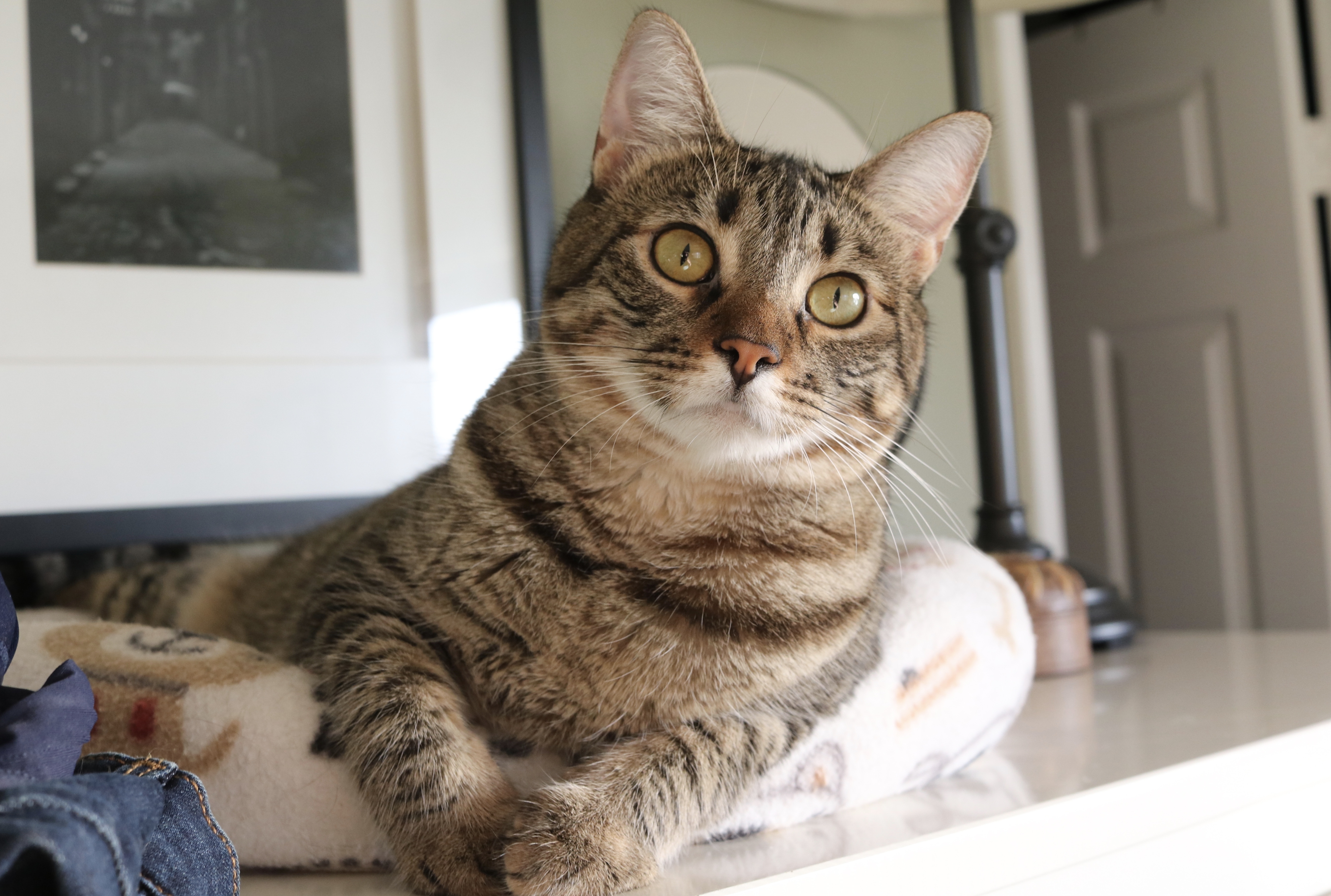 Enlarge Nara (Sugar & Spice), a Adoptable mixed breed in San Diego, CA image 6/12