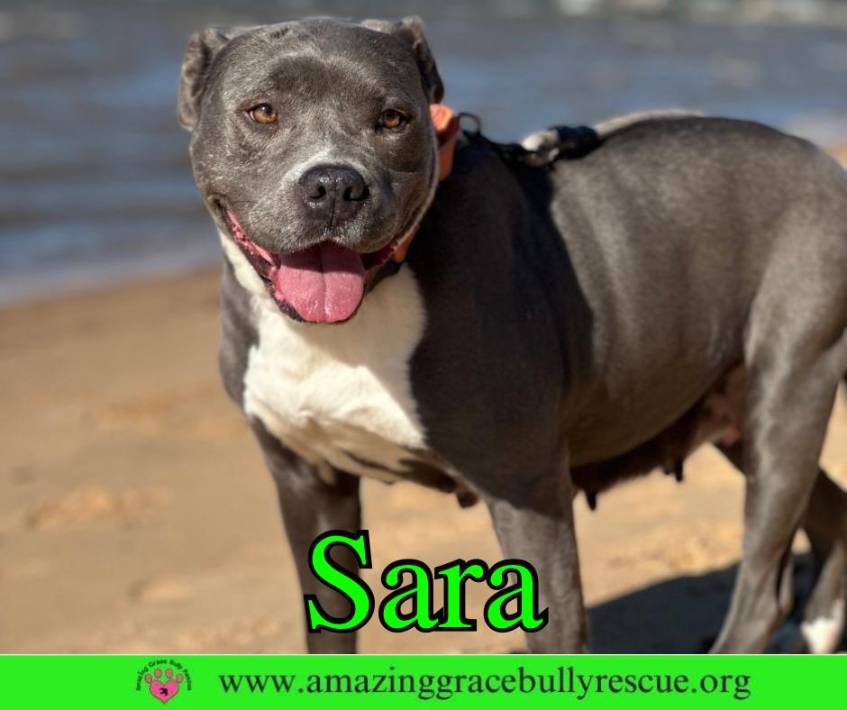 Sara, Adoptable, Adult Female Pit Bull Terrier.