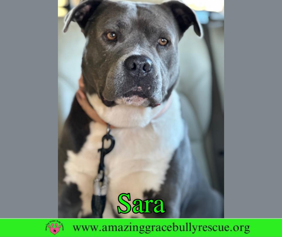 Enlarge Sara, a Adoptable Pit Bull Terrier in Pensacola, FL image 2/3