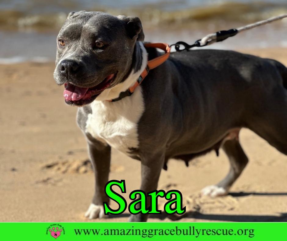 Enlarge Sara, a Adoptable Pit Bull Terrier in Pensacola, FL image 3/3