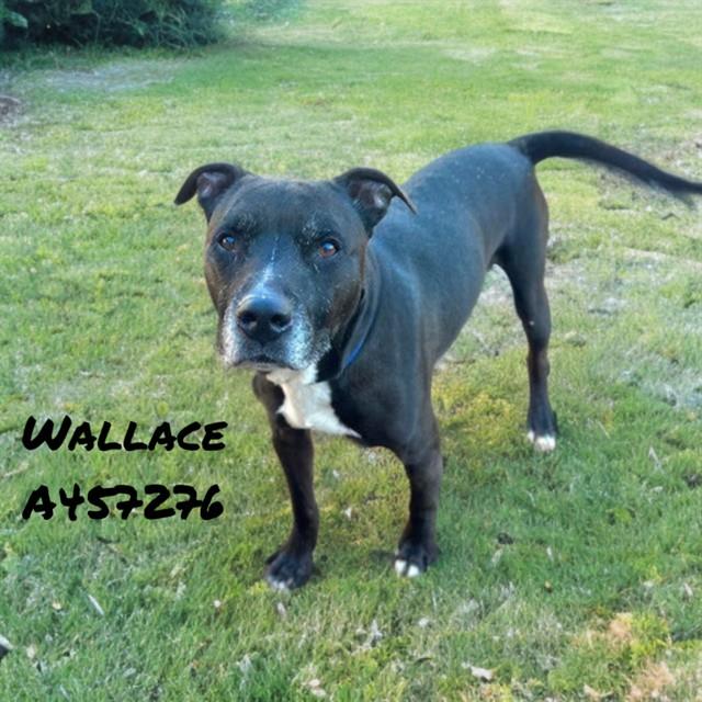 Enlarge WALLACE, a Adoptable mixed breed in Huntsville, AL image 1/1