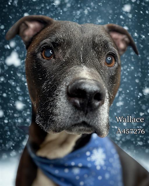 Enlarge WALLACE, a Adoptable mixed breed in Huntsville, AL image 1/1