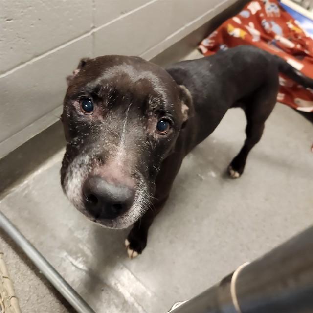 BIG BLACK, Adoptable, Senior Male Pit Bull Terrier & Mixed Breed.