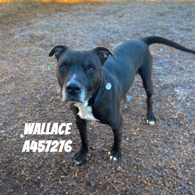 WALLACE, Adoptable, Senior Male Pit Bull Terrier & Mixed Breed.