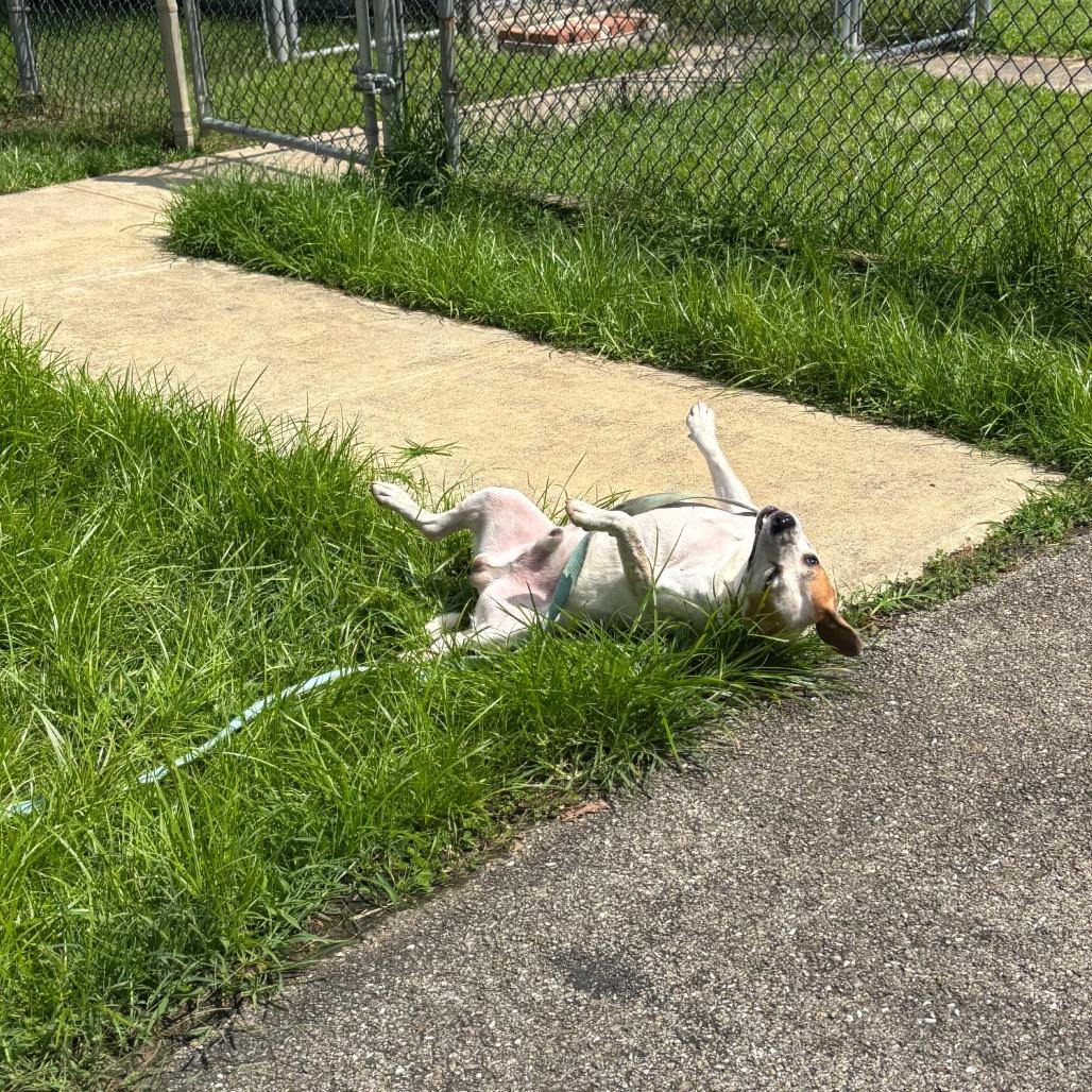 Spot, Adoptable, Adult Male Beagle & Mixed Breed.