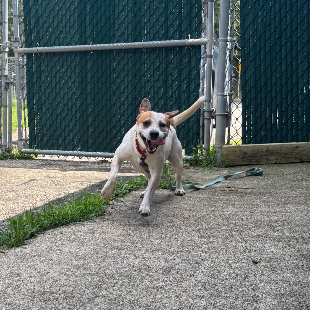 Enlarge Spot, a Adoptable mixed breed in Waynesburg, PA image 2/5