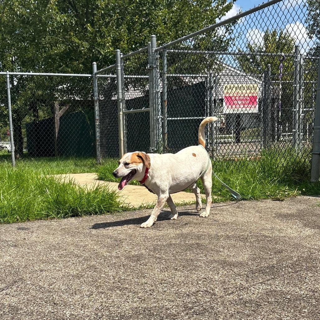 Enlarge Spot, a Adoptable mixed breed in Waynesburg, PA image 3/5