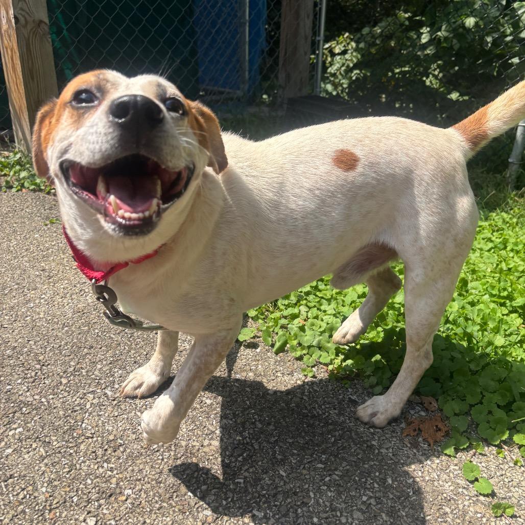 Enlarge Spot, a Adoptable mixed breed in Waynesburg, PA image 4/5