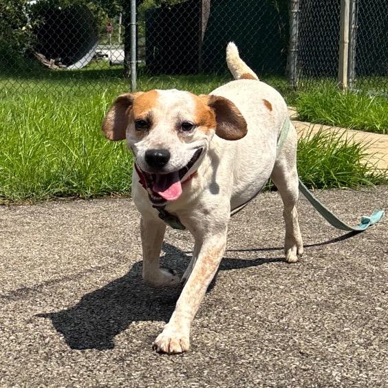 Enlarge Spot, a Adoptable mixed breed in Waynesburg, PA image 5/5