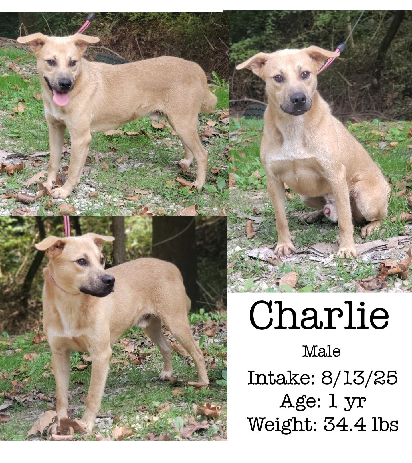 Charlie, Adoptable, Adult Male Mixed Breed.