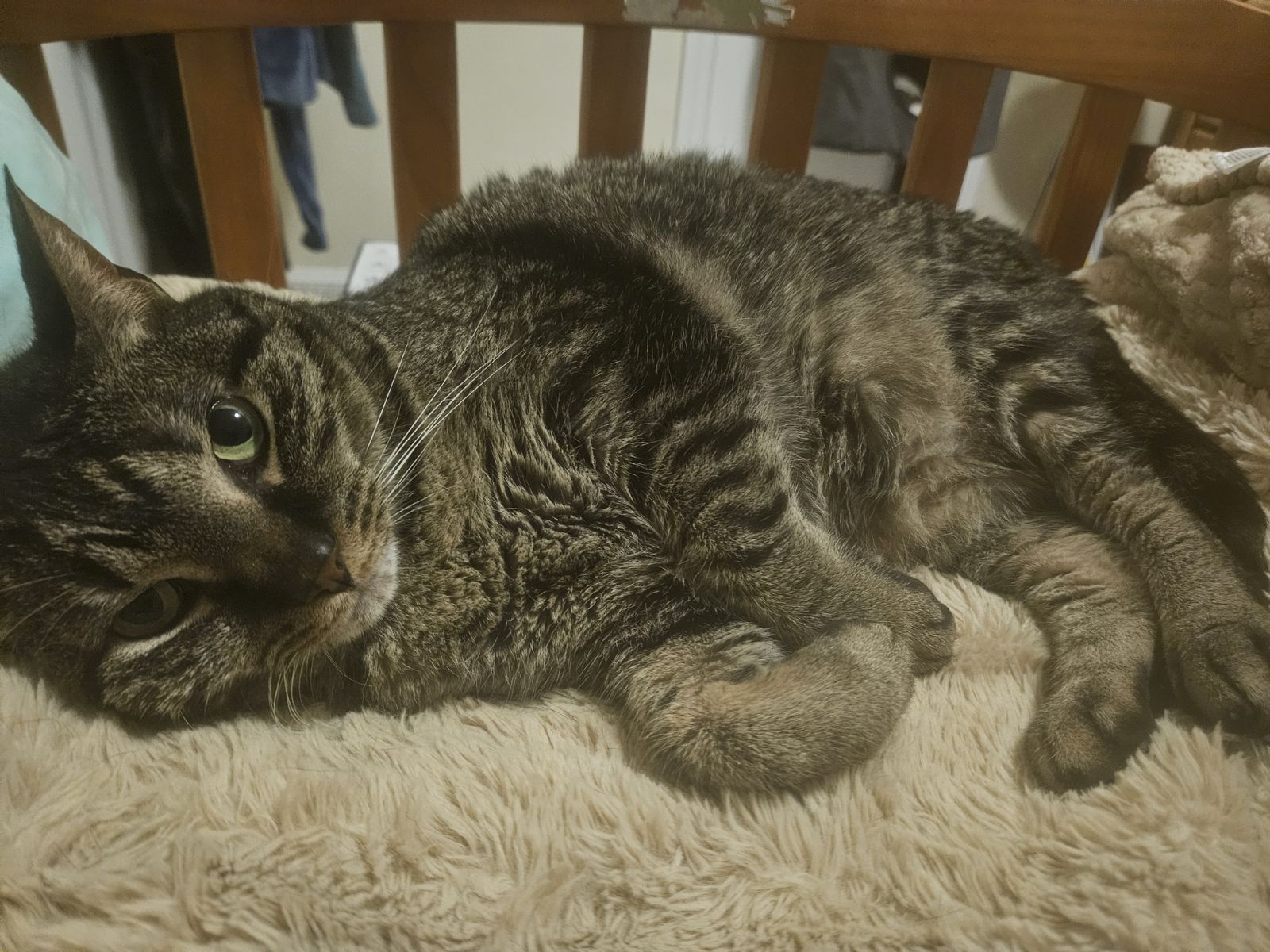 Enlarge Lulu, a Adoptable Tabby in Warminster, PA image 5/6