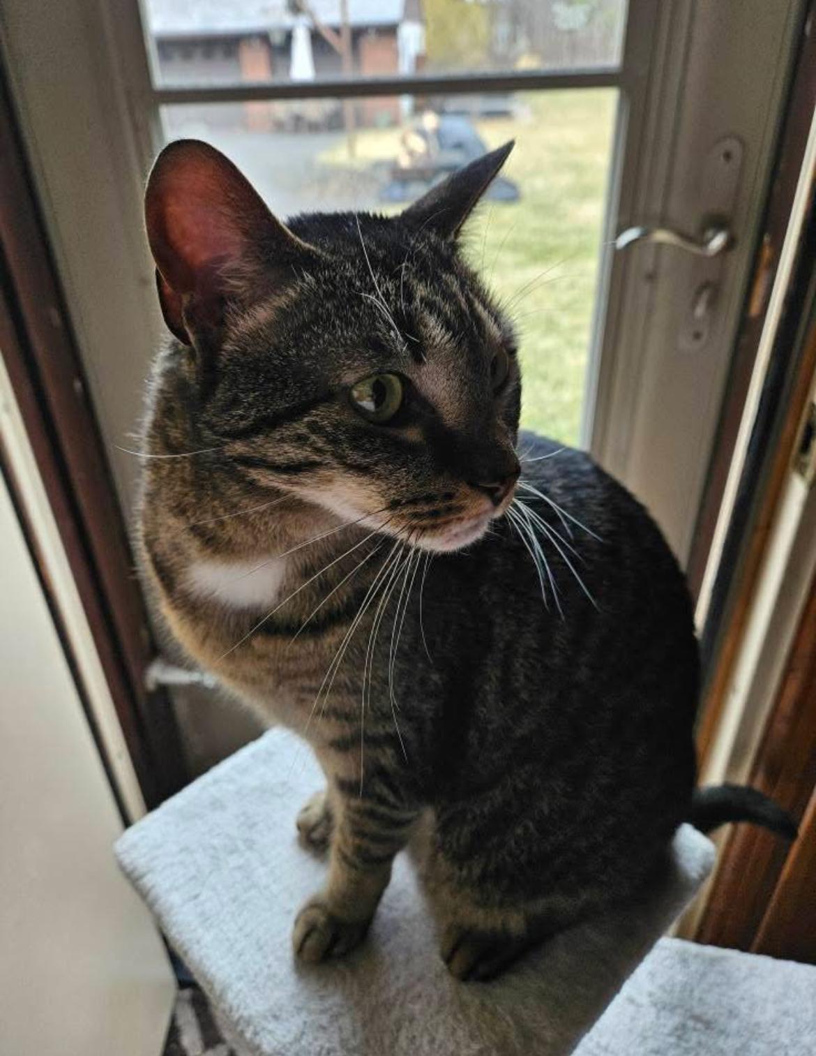 Enlarge Lulu, a Adoptable Tabby in Warminster, PA image 3/6