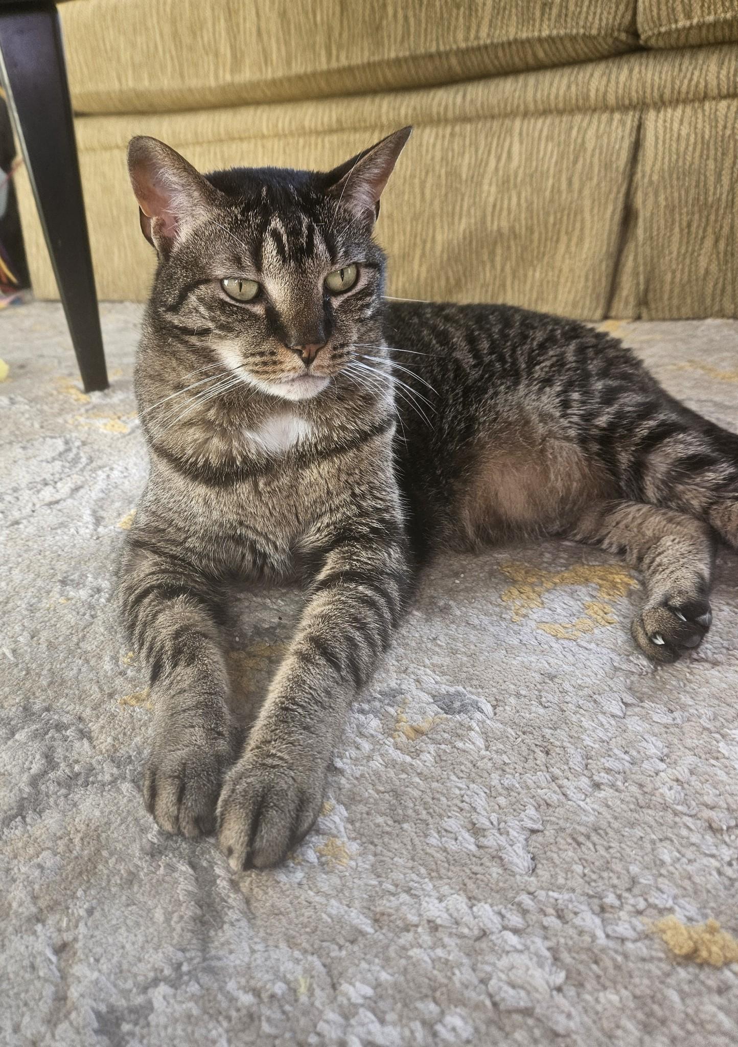 Enlarge Lulu, a Adoptable Tabby in Warminster, PA image 2/6