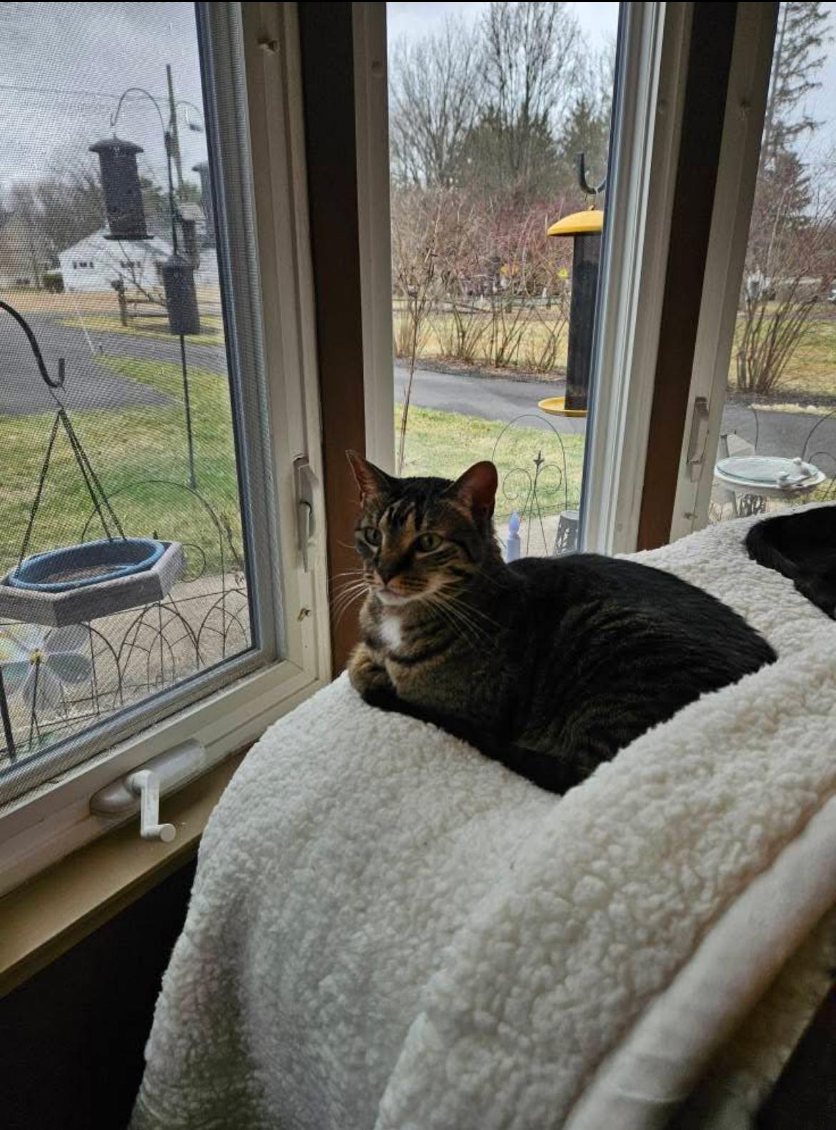 Enlarge Lulu, a Adoptable Tabby in Warminster, PA image 1/6