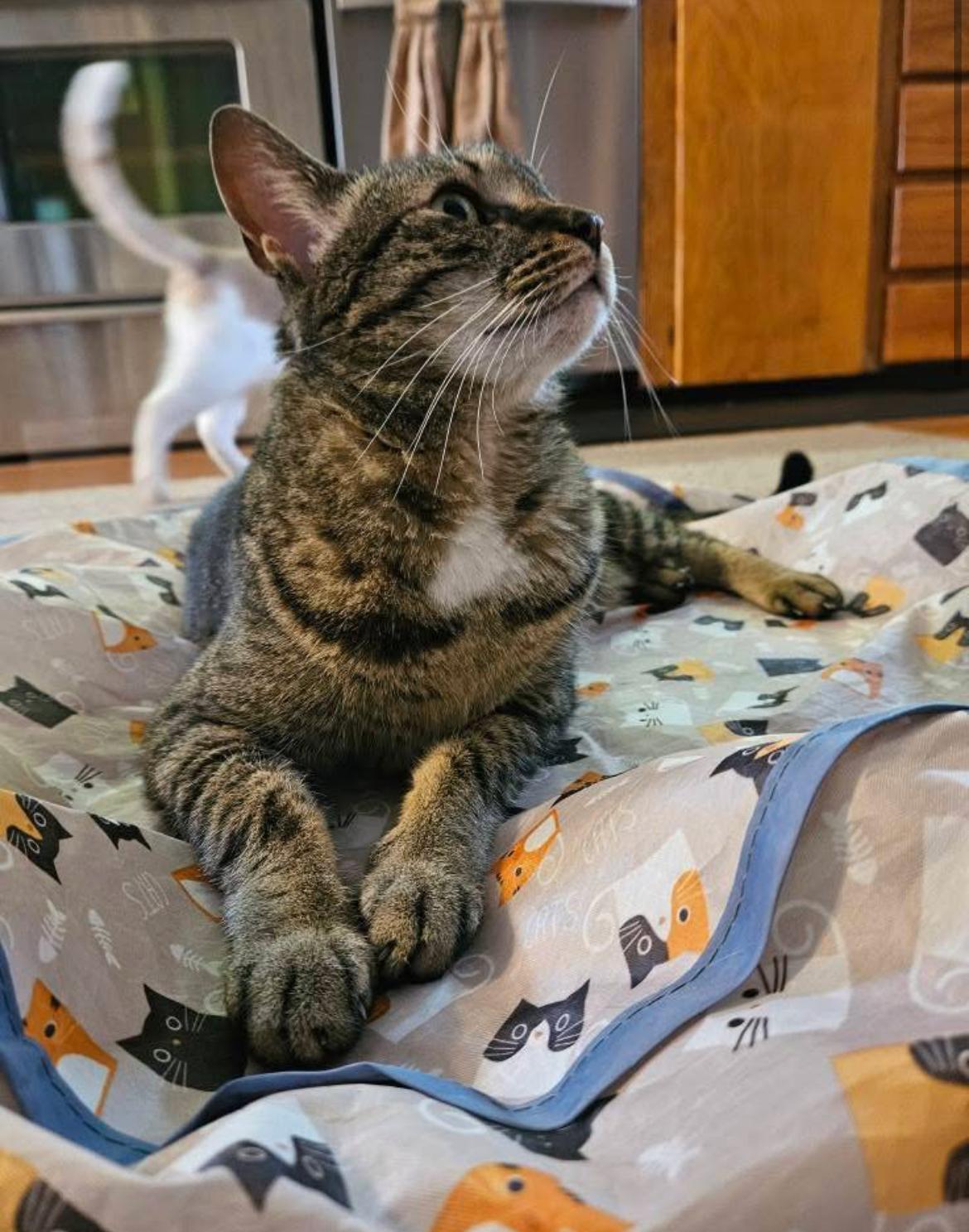 Enlarge Lulu, a Adoptable Tabby in Warminster, PA image 4/6