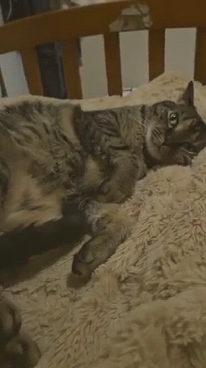 Enlarge Lulu, a Adoptable Tabby in Warminster, PA video 6/6