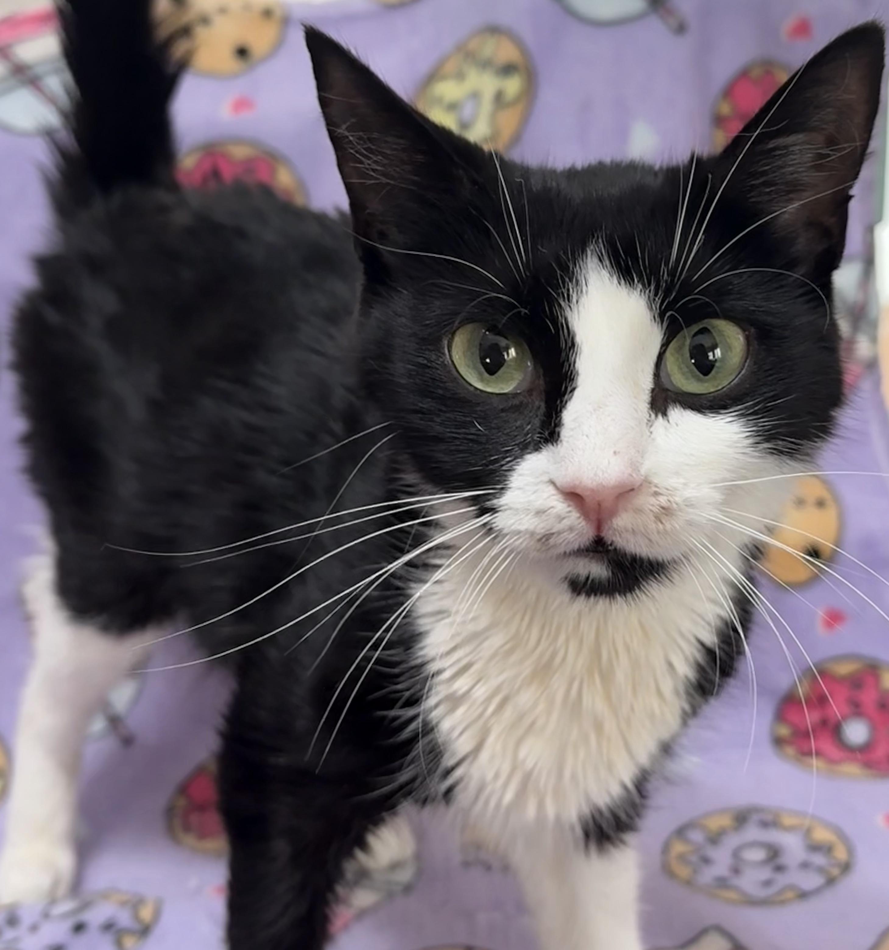 COOKIE, adopted, Young Female Domestic Short Hair.