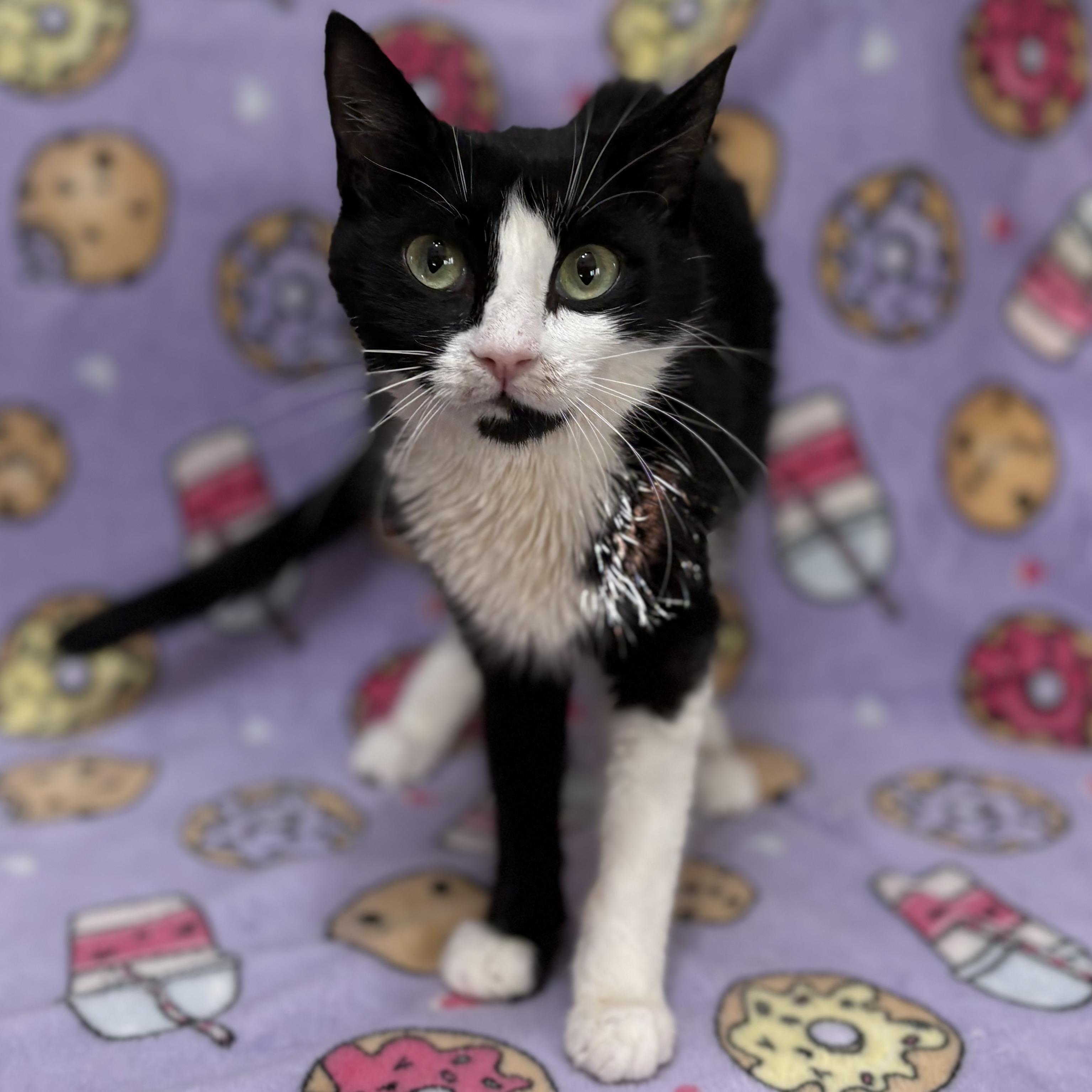 Enlarge COOKIE, an adopted Domestic Short Hair in Tillsonburg, ON image 4/4