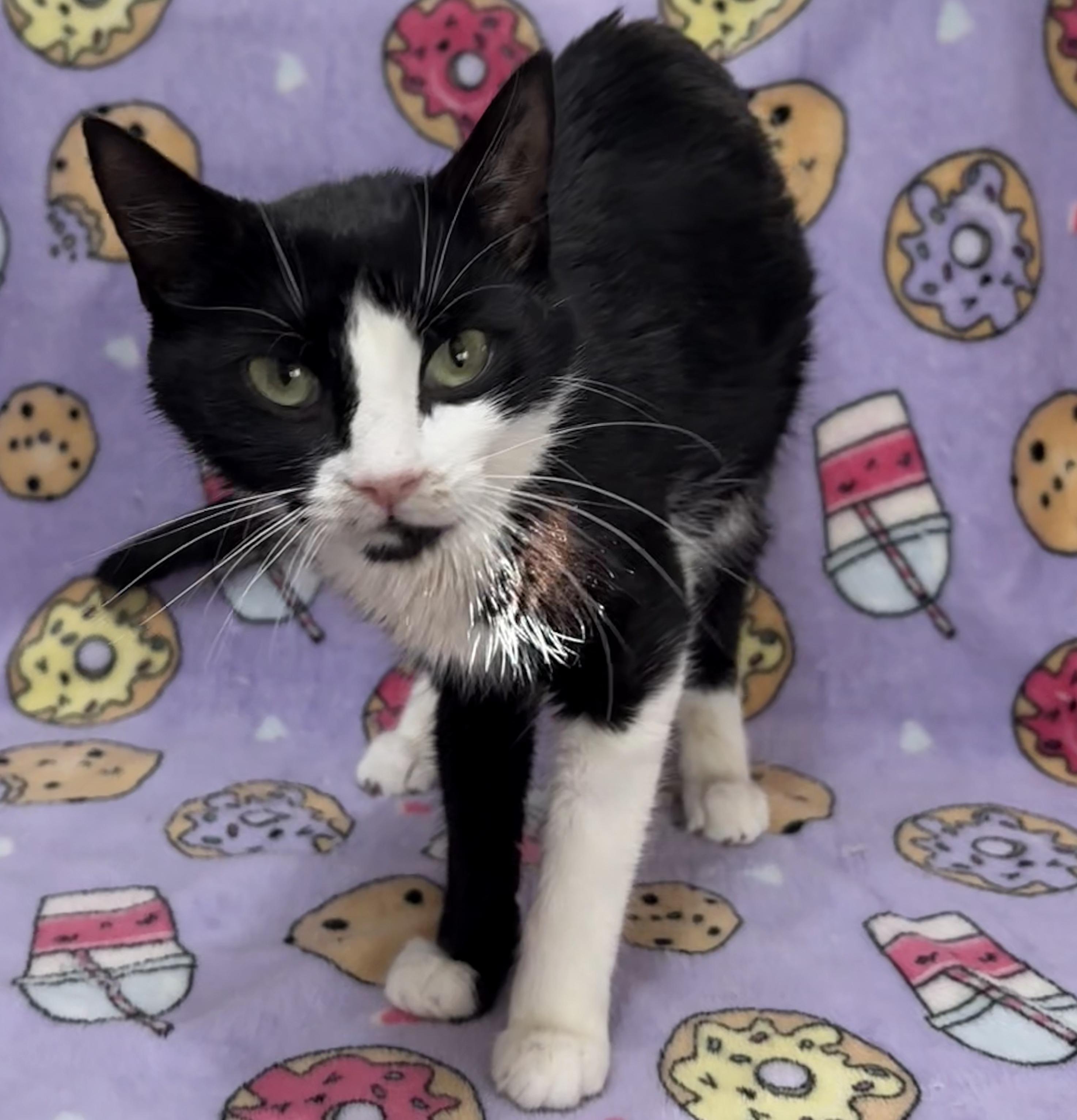 Enlarge COOKIE, an adopted Domestic Short Hair in Tillsonburg, ON image 3/4