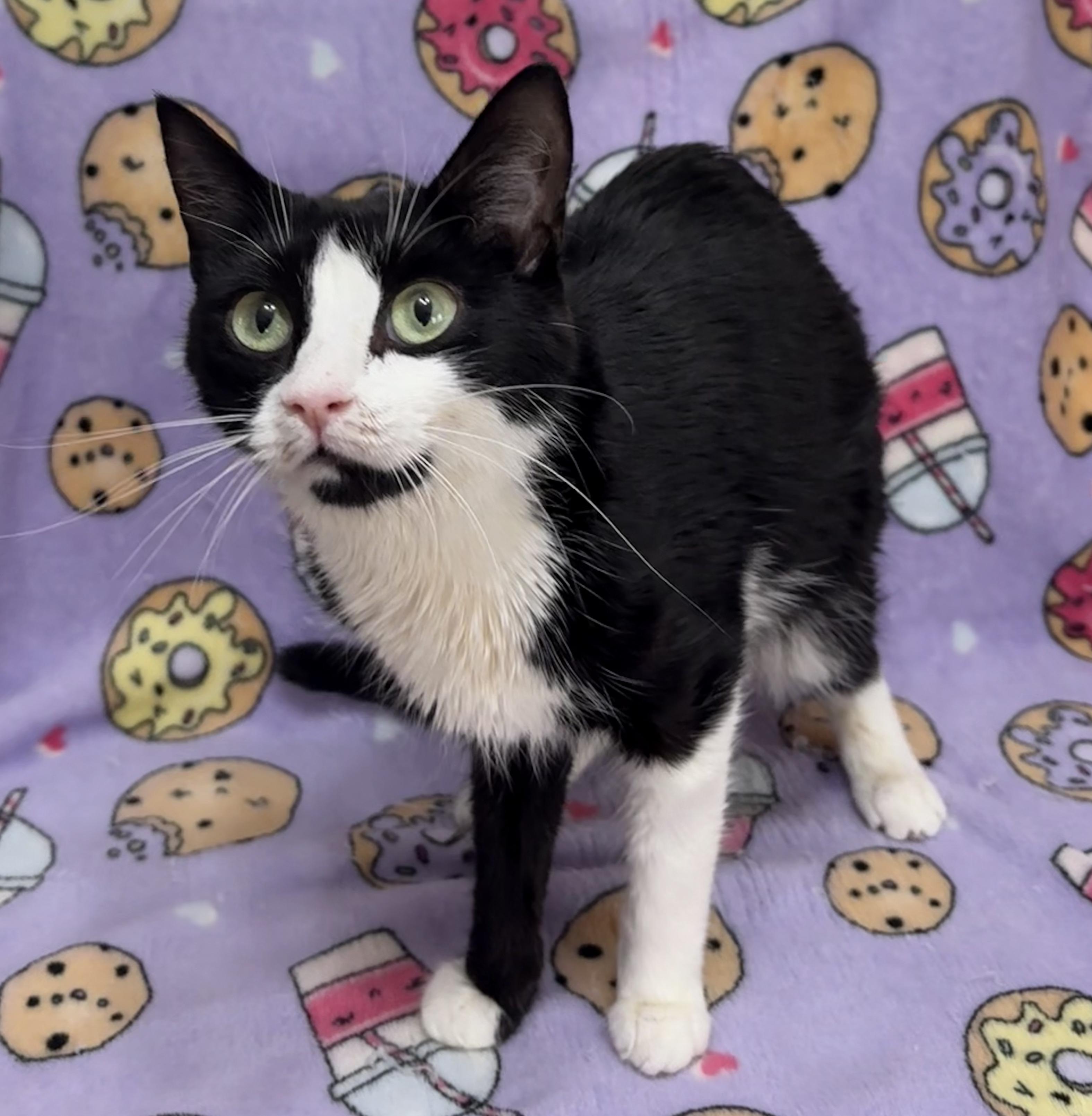 Enlarge COOKIE, an adopted Domestic Short Hair in Tillsonburg, ON image 2/4