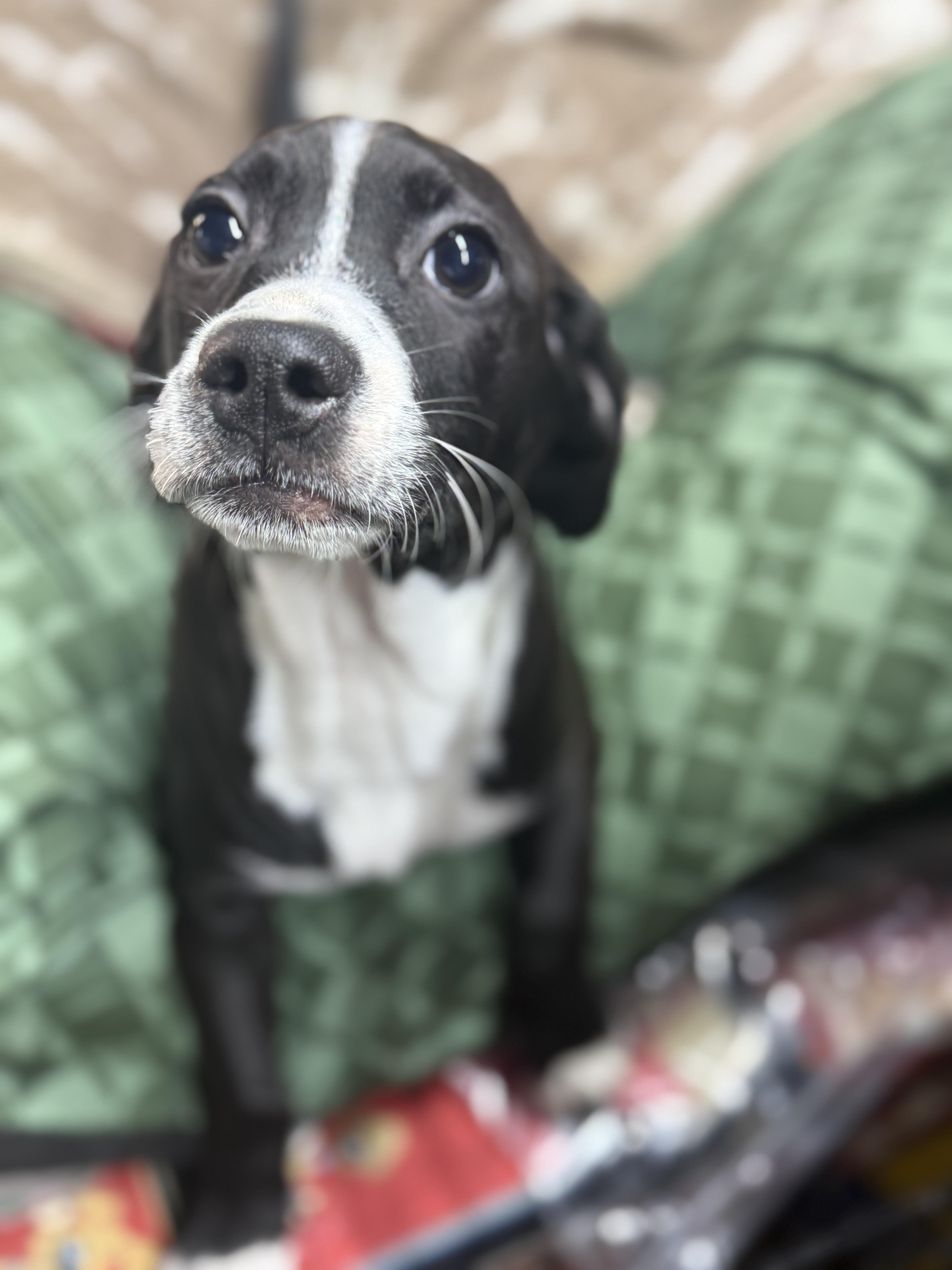 Mike, ADOPTABLE, Young Male Dachshund & Chihuahua.