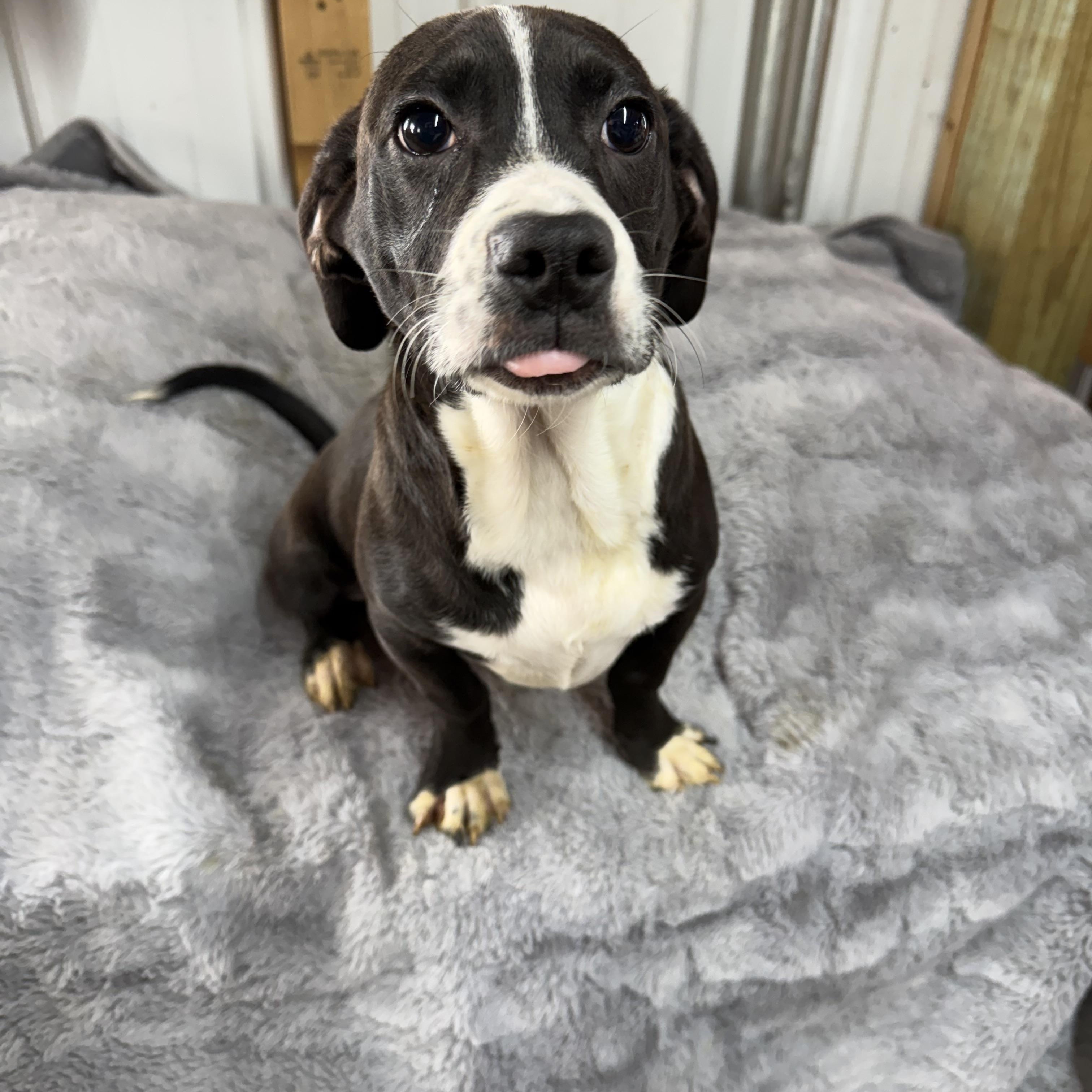 Enlarge Mike, an adopted mixed breed in Brazil, IN image 2/2