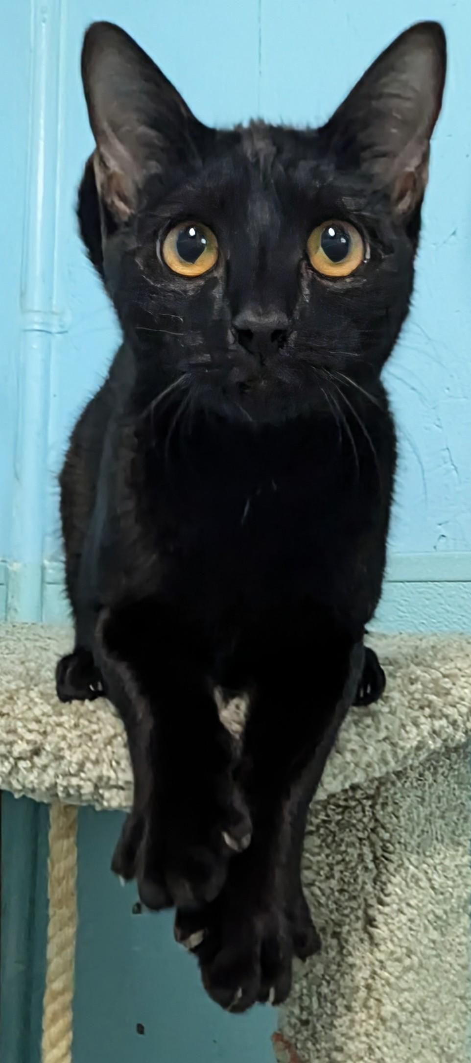 Paige, adopted, Young Female Domestic Short Hair.