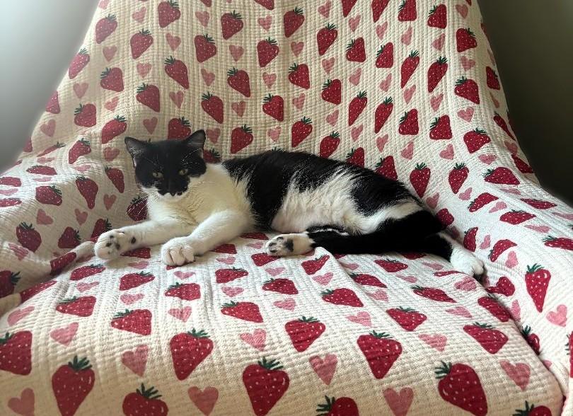 Daisy, Adopted, Young Female Domestic Short Hair.