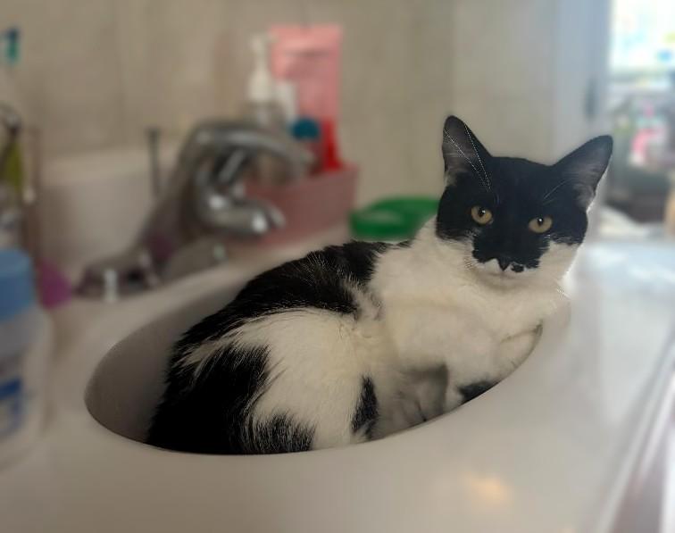 Enlarge Daisy, a Adopted Domestic Short Hair in Hamilton, ON image 3/5