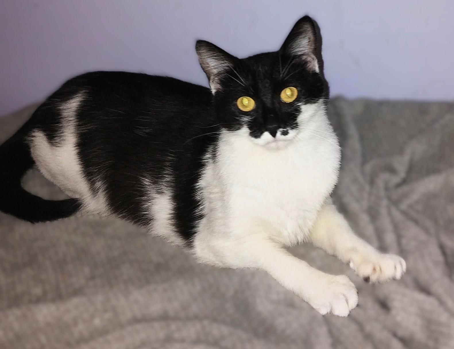 Daisy, ADOPTABLE, Young Female Domestic Short Hair.