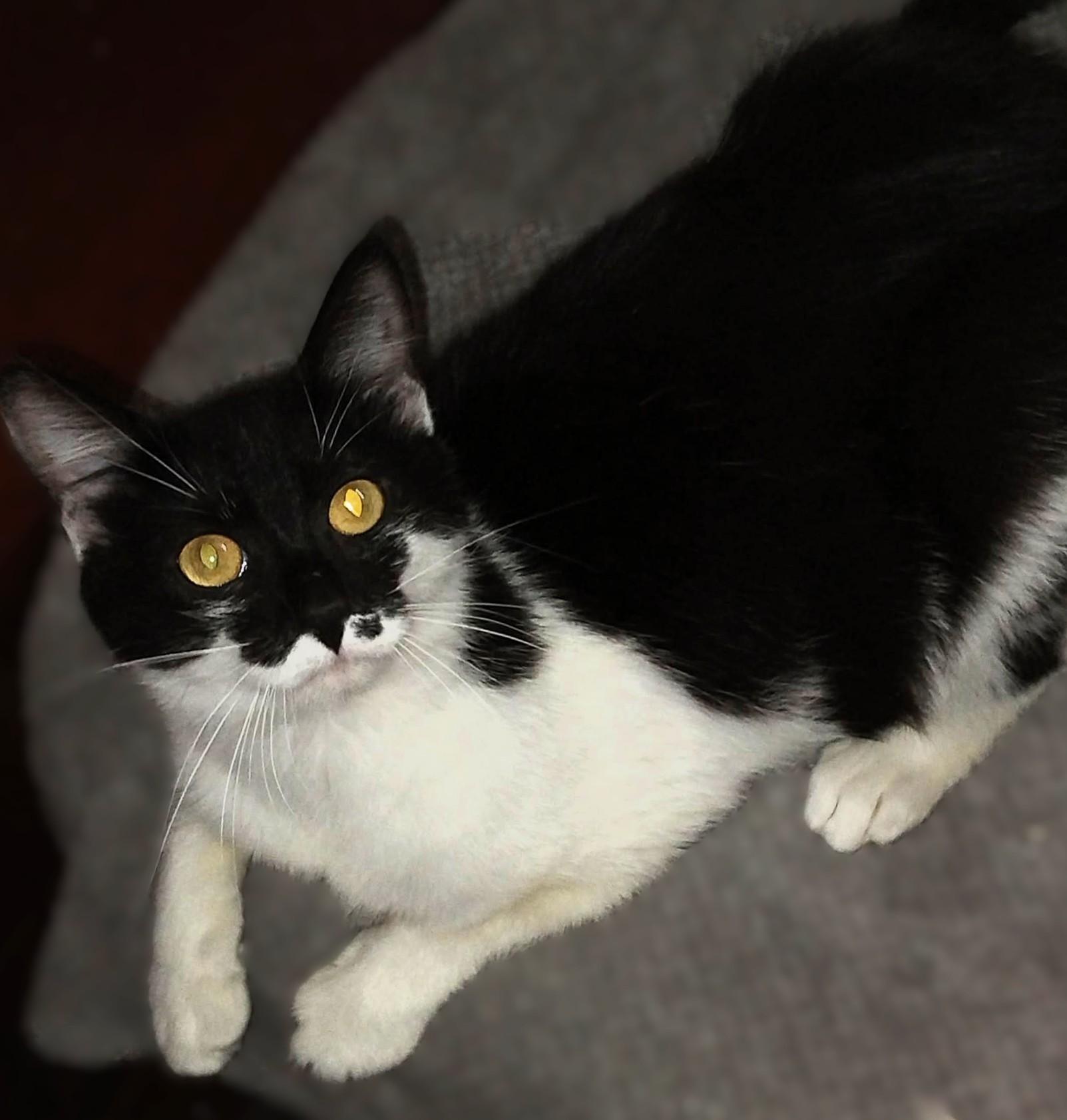 Enlarge Daisy, a ADOPTABLE Domestic Short Hair in Hamilton, ON image 3/4