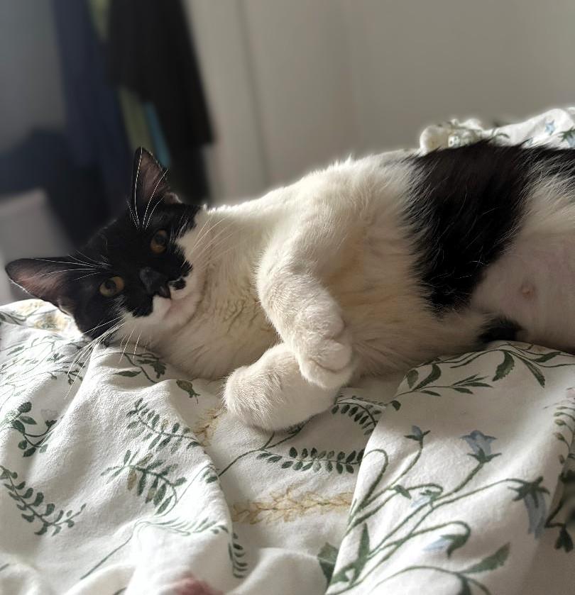 Enlarge Daisy, a Adopted Domestic Short Hair in Hamilton, ON image 5/5