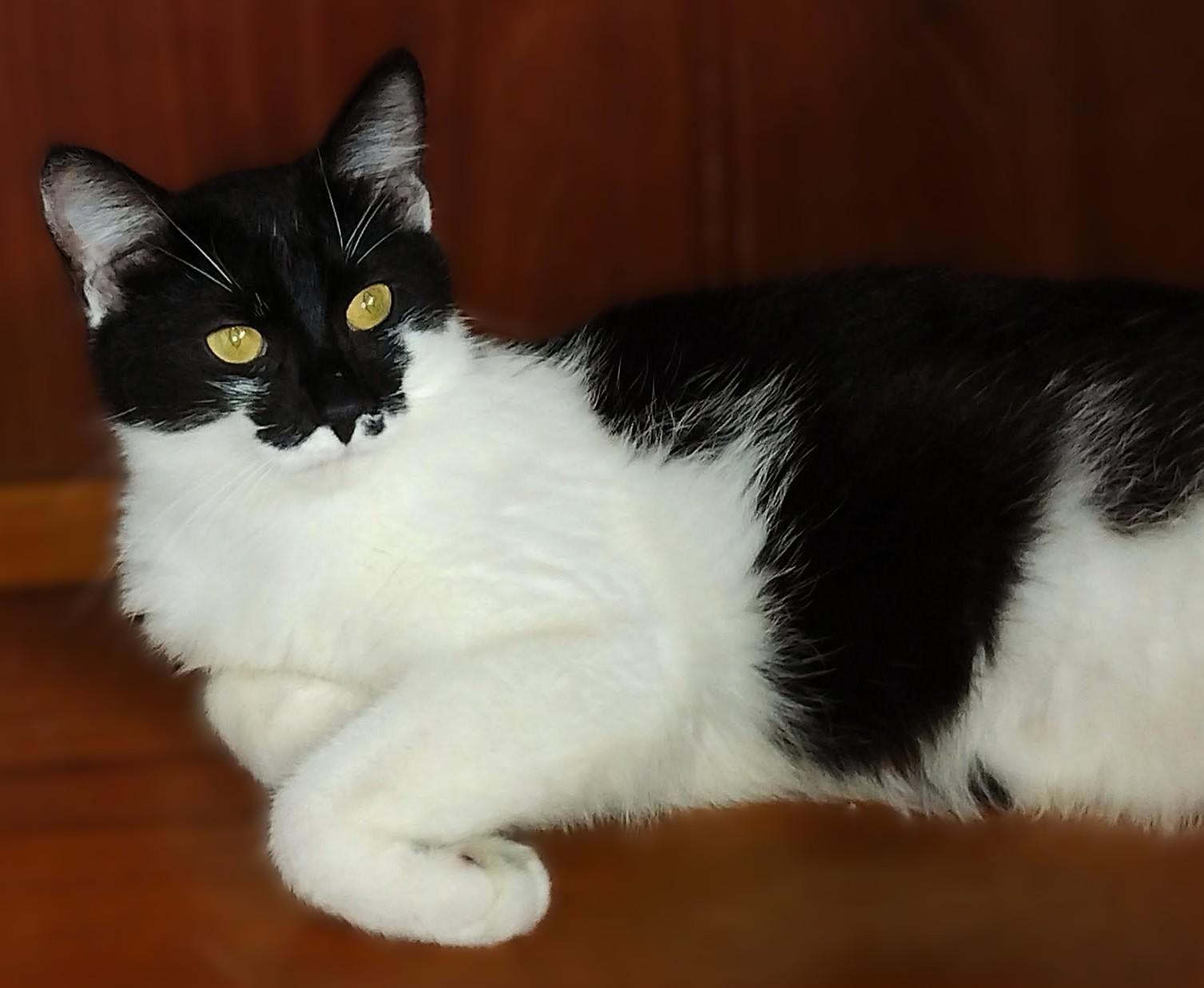 Enlarge Daisy, a ADOPTABLE Domestic Short Hair in Hamilton, ON image 4/4