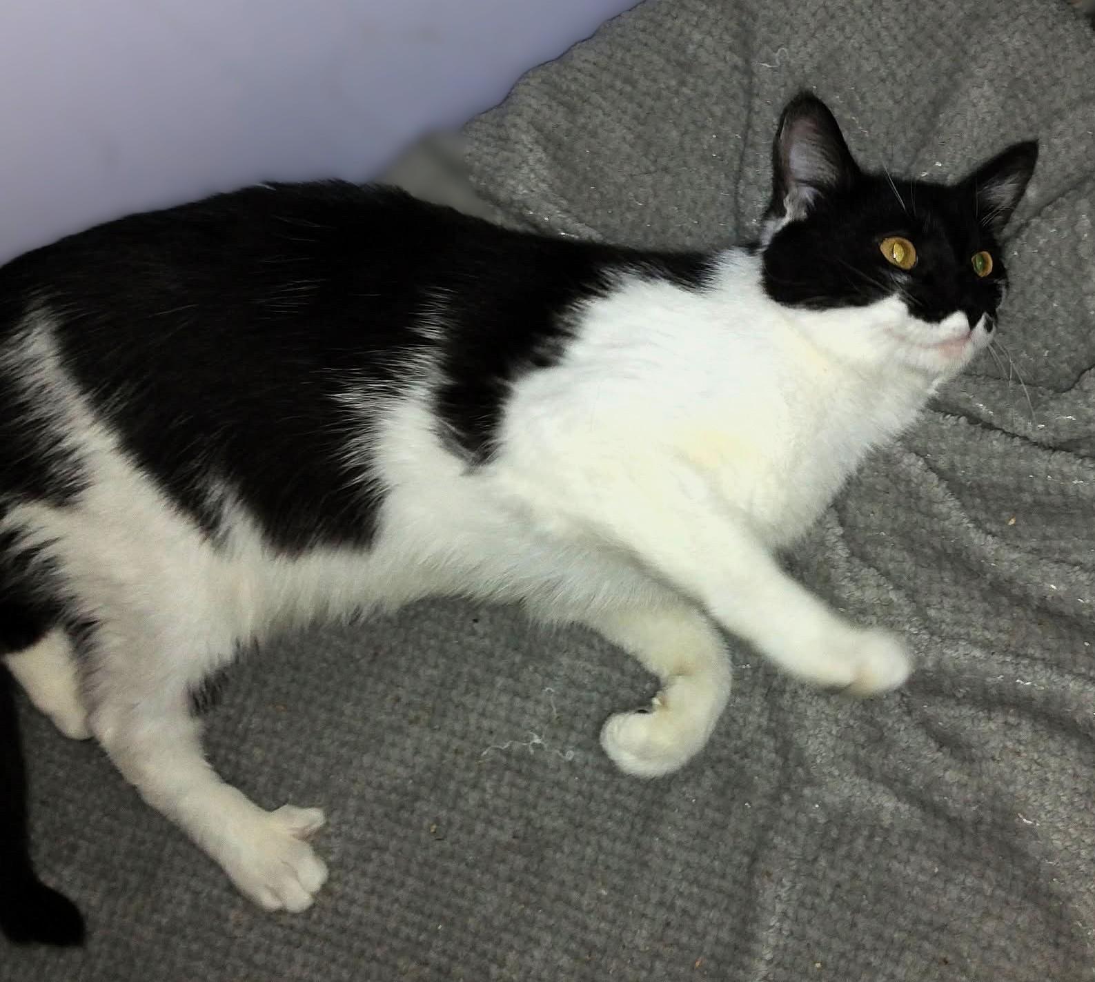 Enlarge Daisy, a ADOPTABLE Domestic Short Hair in Hamilton, ON image 2/4