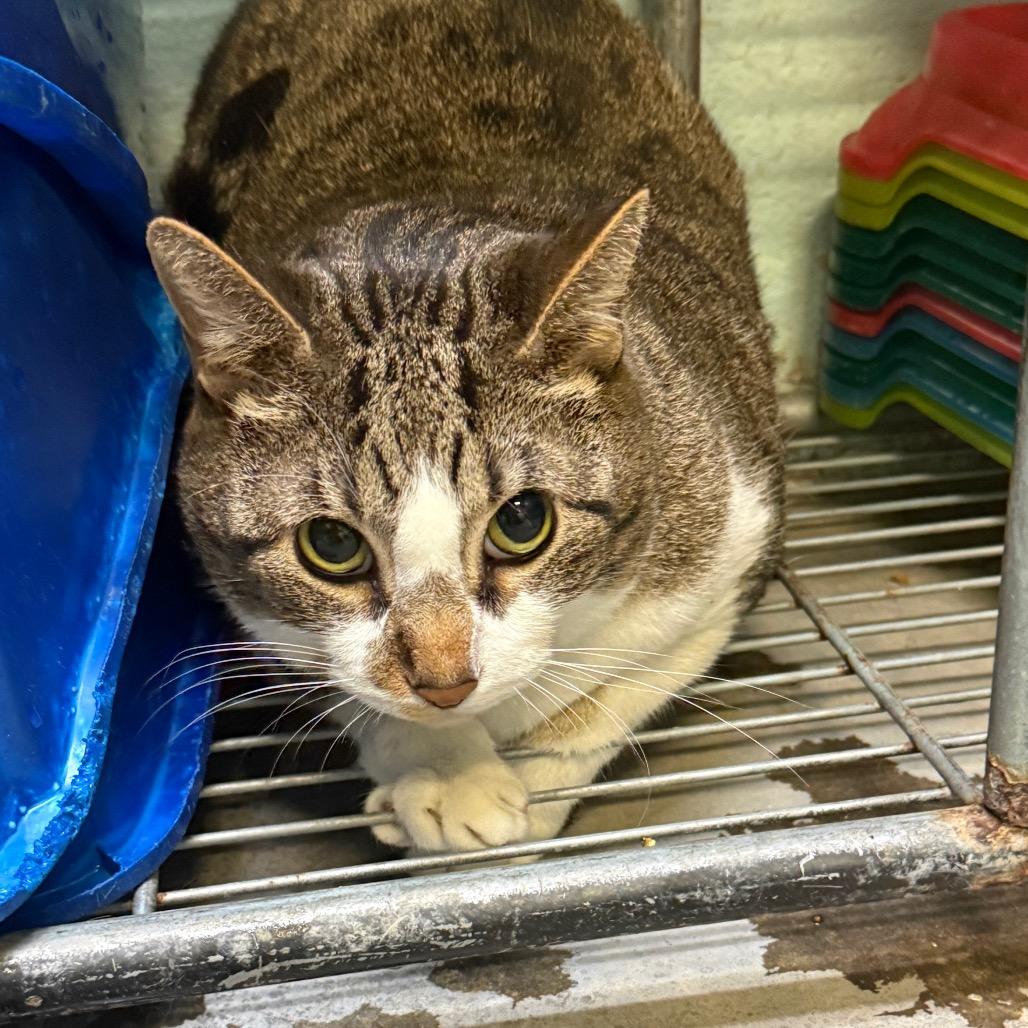 Enlarge Nova, a Adoptable Domestic Short Hair in Jacksonville, AR image 1/2