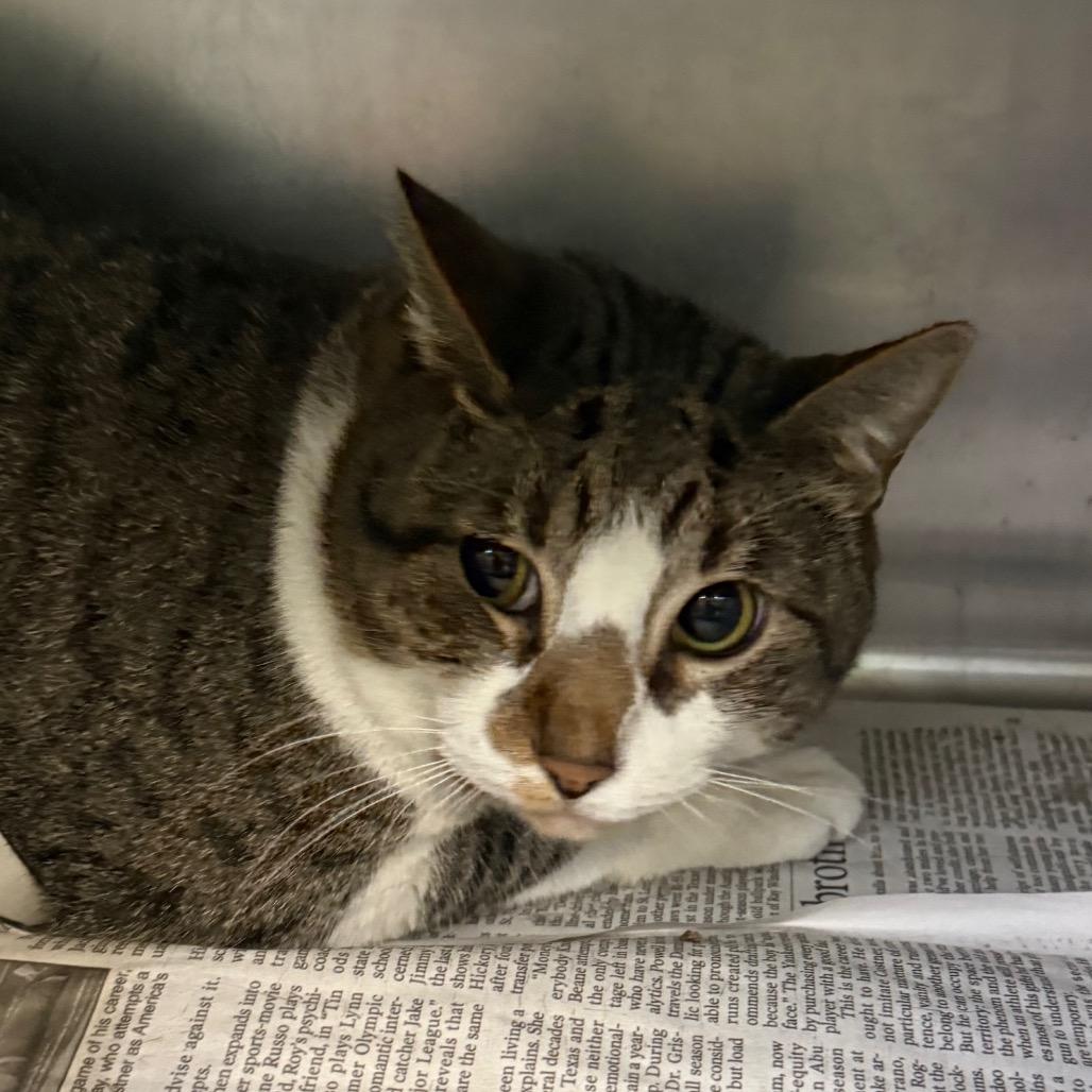 Enlarge Nova, a Adoptable Domestic Short Hair in Jacksonville, AR image 2/2