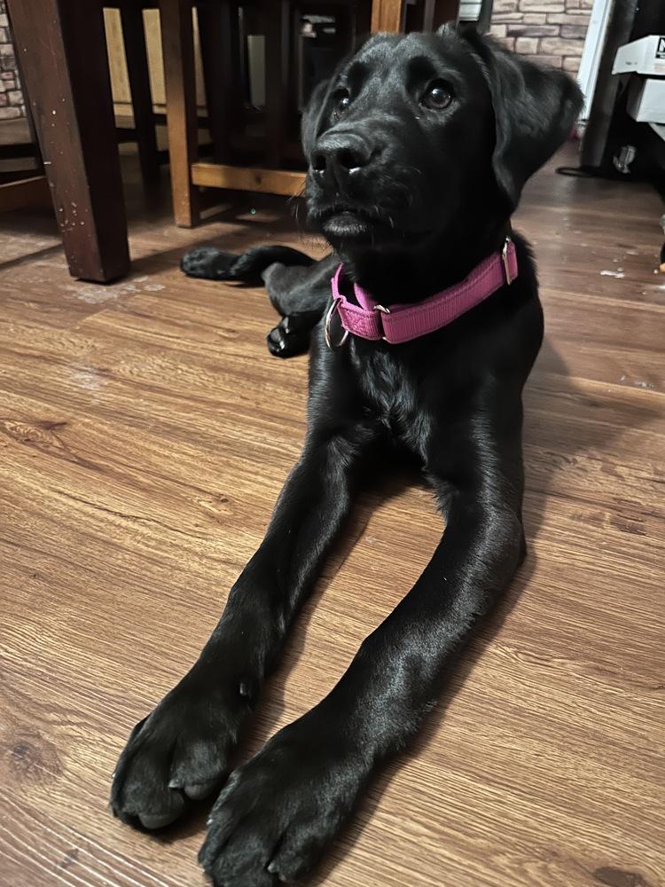Darcy, Adoptable, Puppy Female Labrador Retriever.