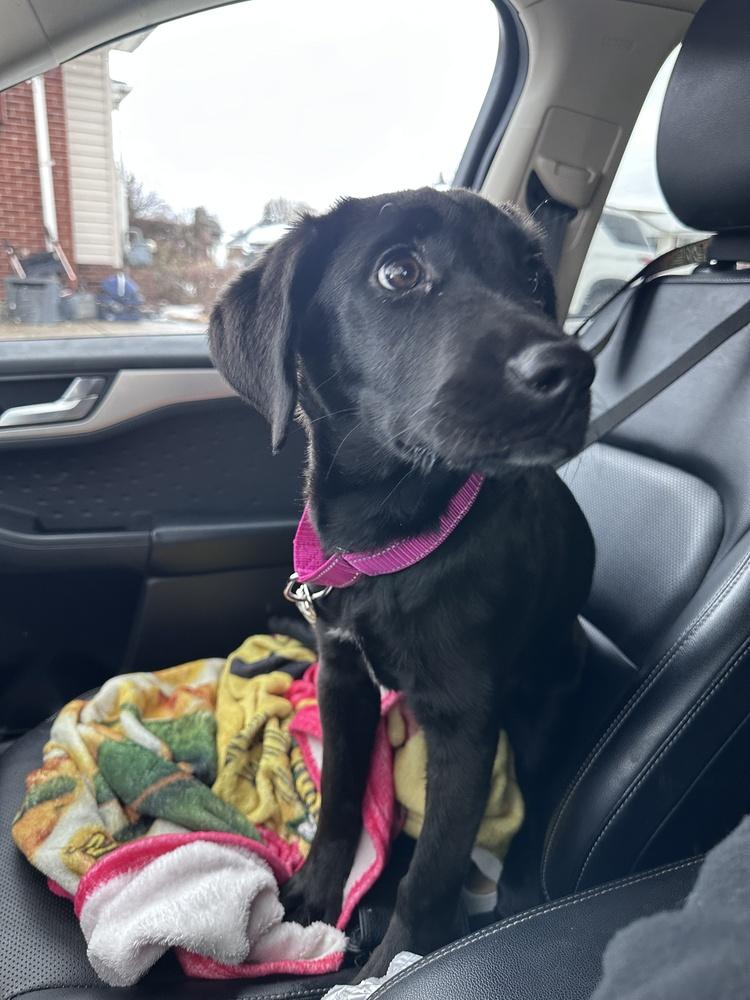 Enlarge Darcy, a Adoptable Labrador Retriever in Lincoln Park, MI image 2/6