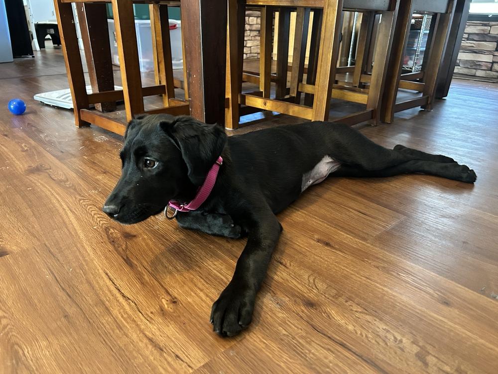 Enlarge Darcy, a Adoptable Labrador Retriever in Lincoln Park, MI image 3/6