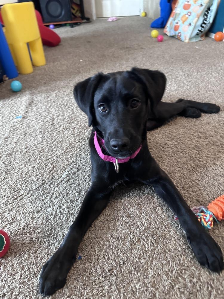Enlarge Darcy, a Adoptable Labrador Retriever in Lincoln Park, MI image 4/6