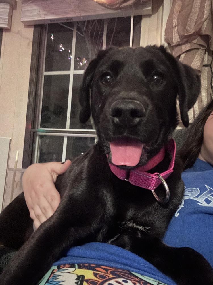 Enlarge Darcy, a Adoptable Labrador Retriever in Lincoln Park, MI image 5/6