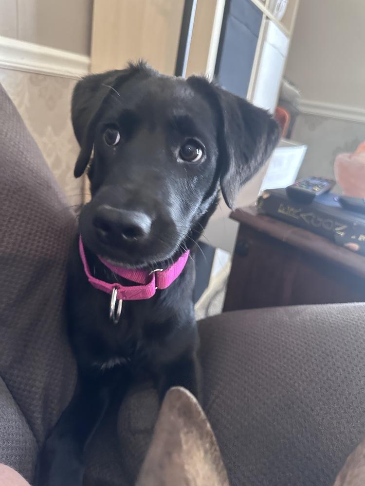 Enlarge Darcy, a Adoptable Labrador Retriever in Lincoln Park, MI image 6/6
