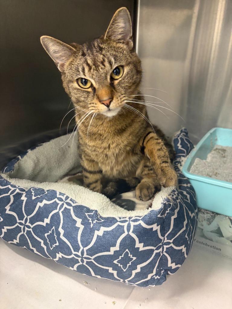 Scarlet, Adoptable, Adult Female Domestic Short Hair.