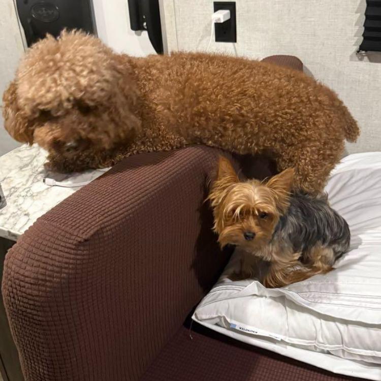 Bobby, Adoptable, Adult Male Poodle.