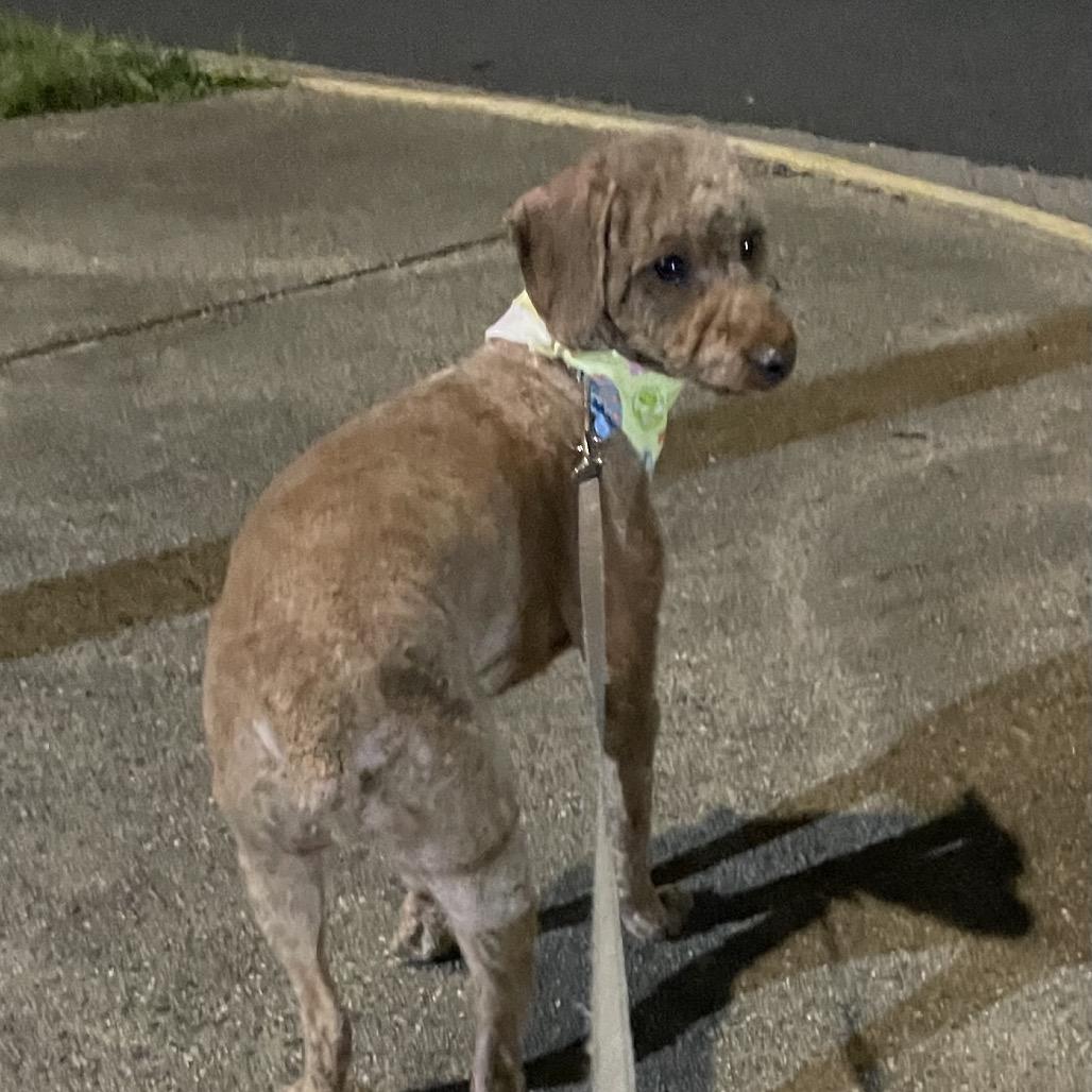 Enlarge Bobby, a Adoptable mixed breed in Arlington, VA image 2/5