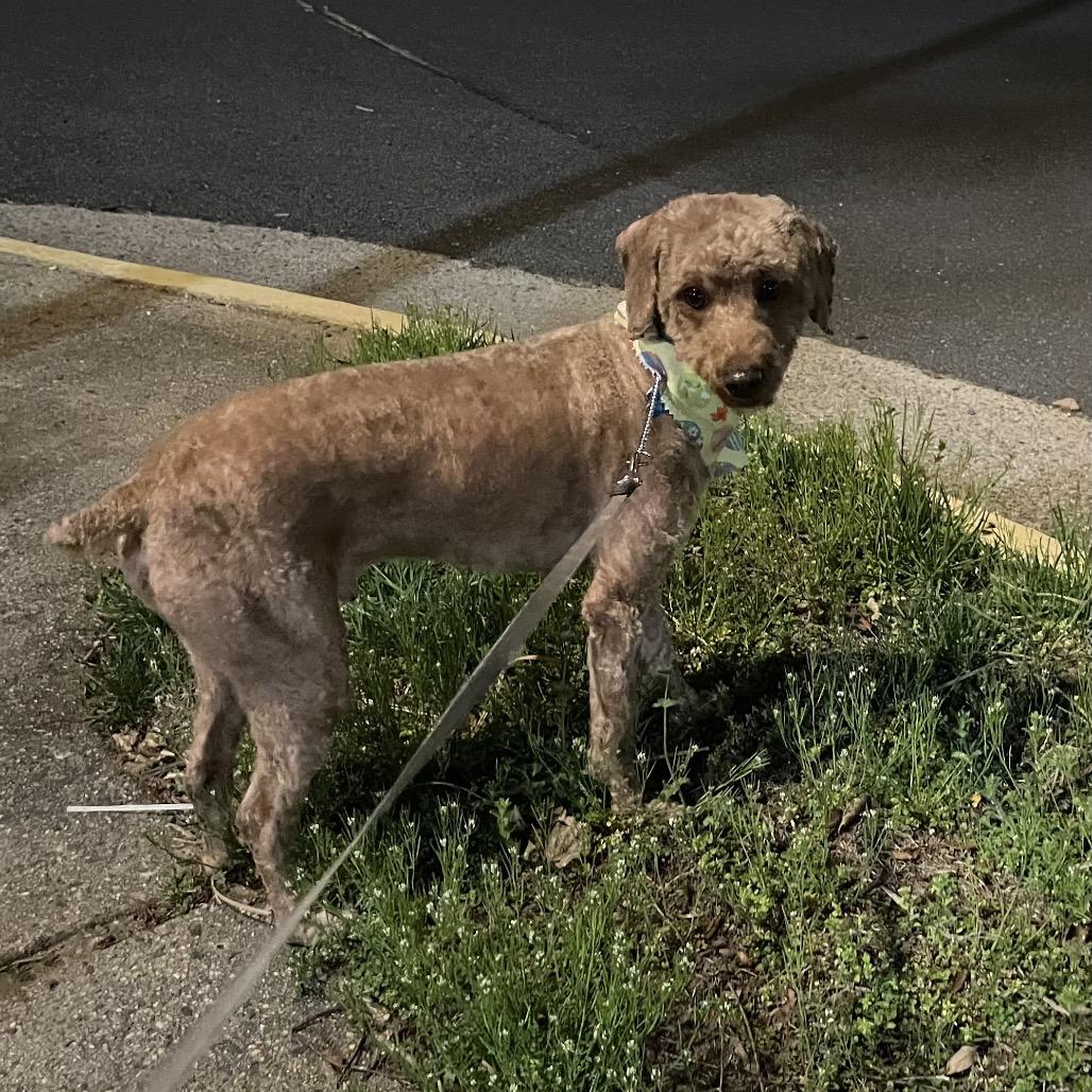 Enlarge Bobby, a Adoptable mixed breed in Arlington, VA image 3/5