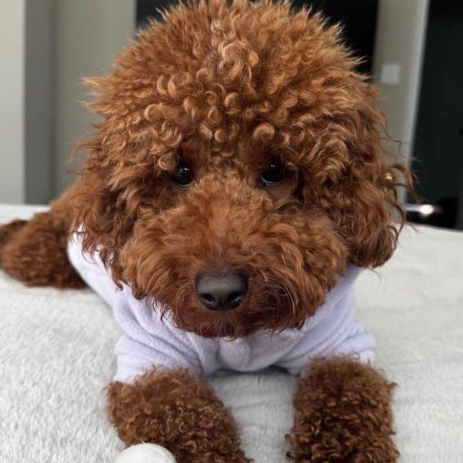 Enlarge Bobby, a Adoptable mixed breed in Arlington, VA image 5/5