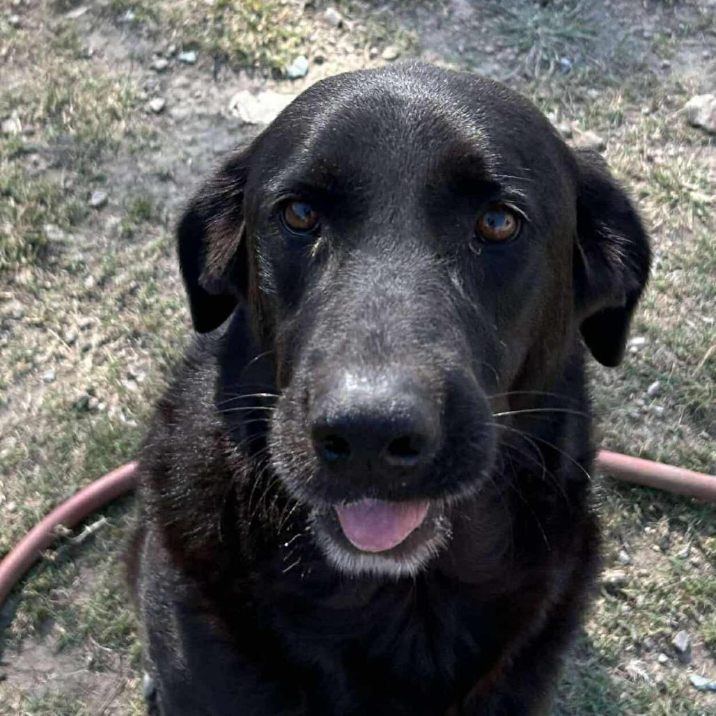 Enlarge Trixie, a Adoptable Black Labrador Retriever in Madill, OK image 1/1