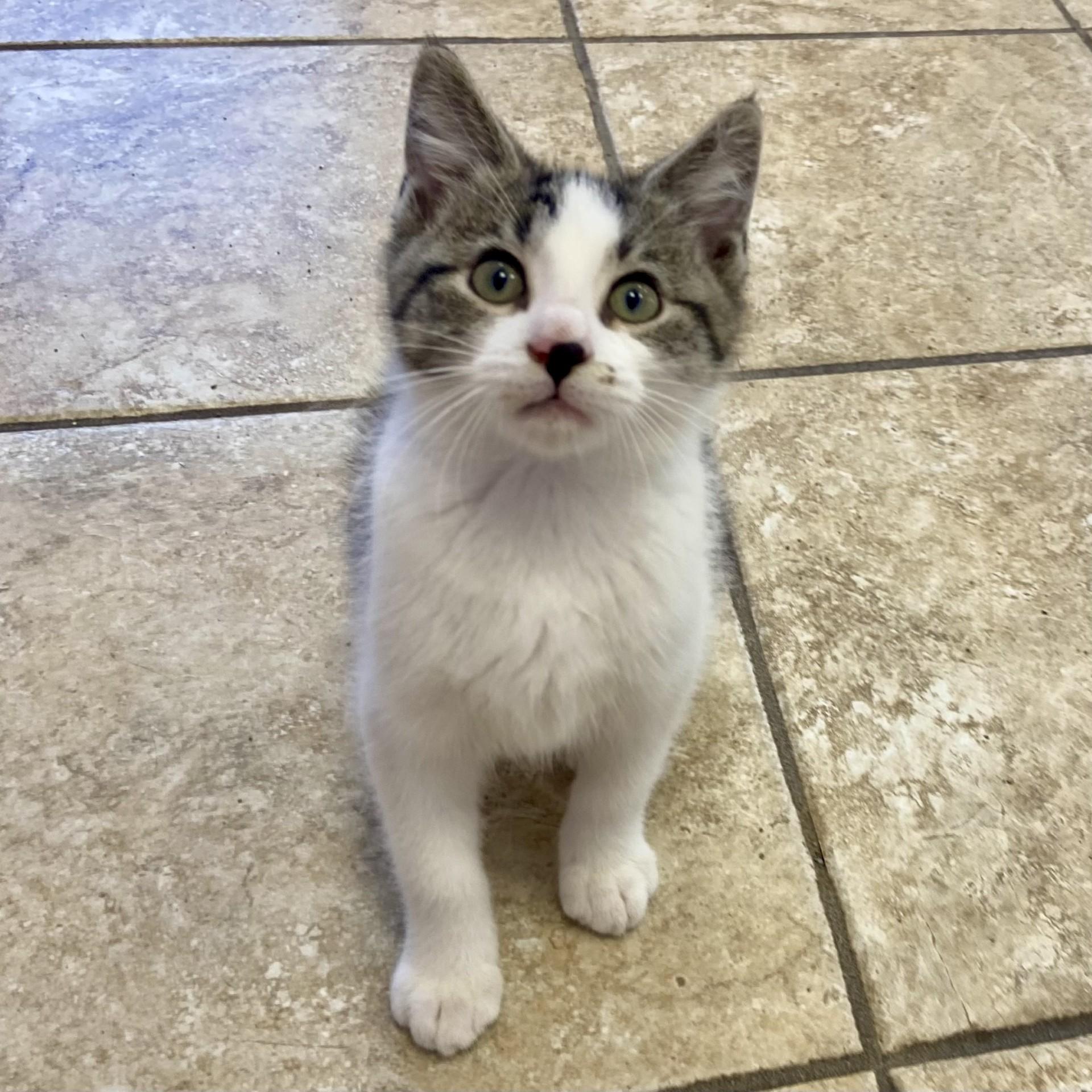 Morty