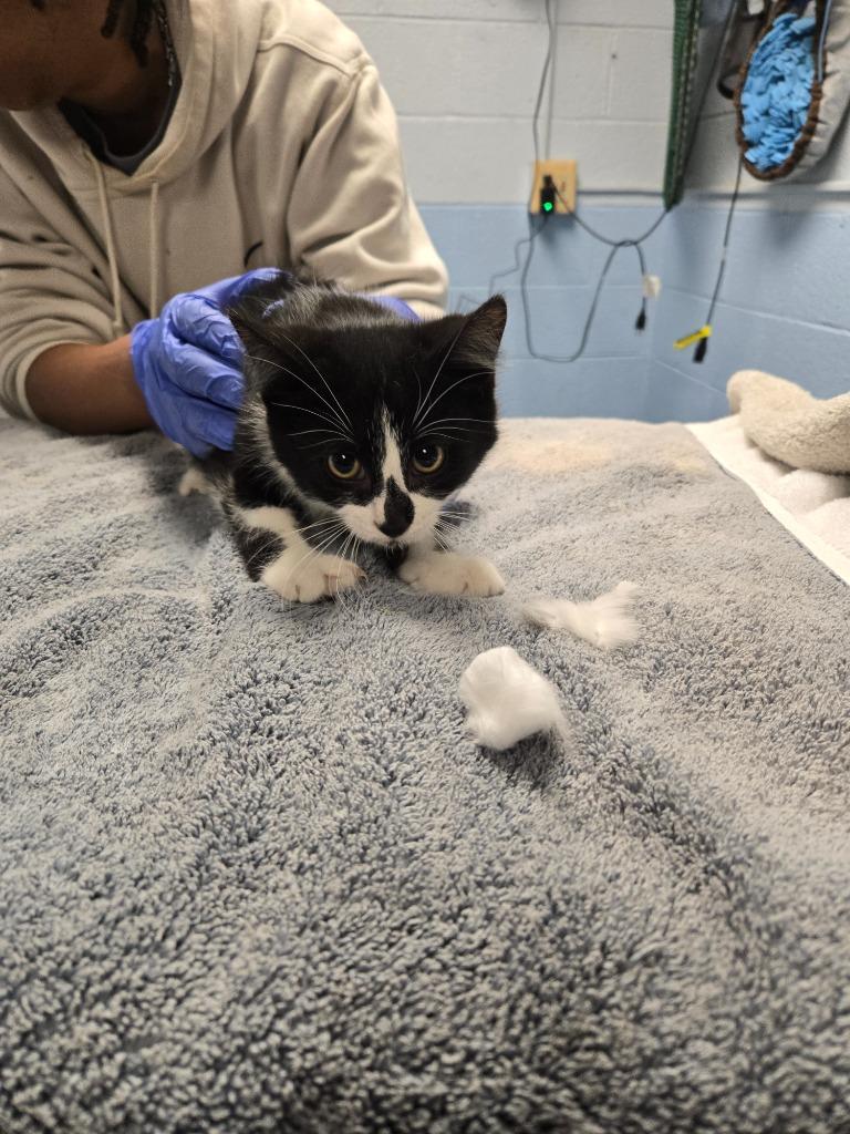 Oscar, Adoptable, Kitten Male Domestic Long Hair.